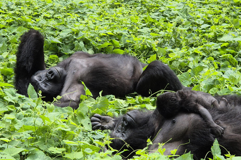 Kigali: Bwindi Impenetrable Forest Gorilla Trekking Tour