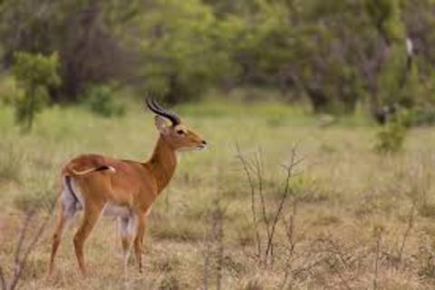 Nairobi: Safari Walk - wycieczka półdniowa