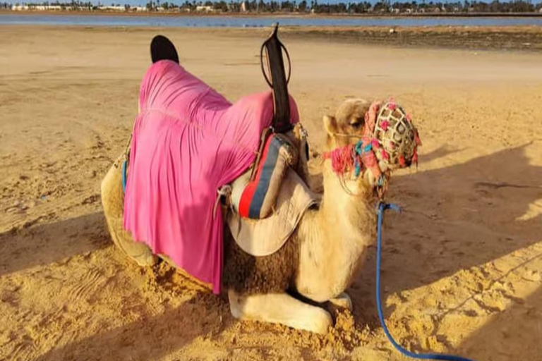 Djerba: Discover the Lagoon and the Countryside by Camel, Horse, or Carriage