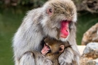 Kyoto, forêt de bambou d'Arashiyama, visite du parc des singes et des secrets - Hizvo