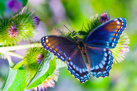 Zanzibar: Jozani Forest, Tortoise Park, & Butterfly Tour Private tour without hotel pick up and drop off