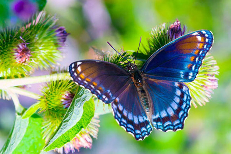 Zanzibar: Jozani Forest, Tortoise Park, & Butterfly Tour Private tour without hotel pick up and drop off