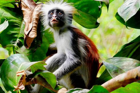 Zanzibar: Jozani Forest och Salaam Cave TourZanzibar: Jozani-skogen och Salaam-grottan