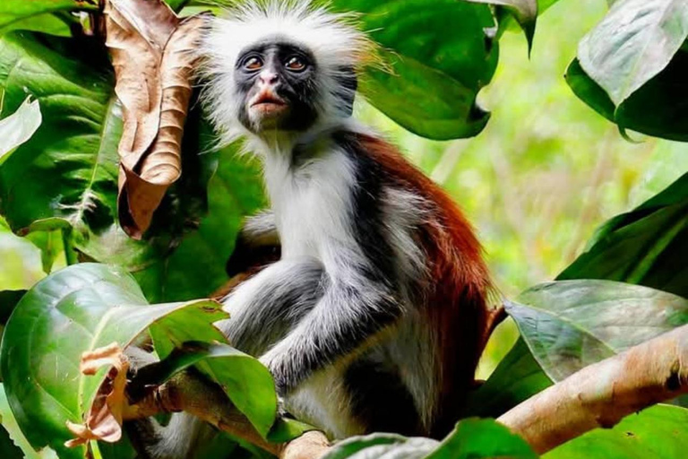 Zanzibar: Jozani Forest och Salaam Cave TourZanzibar: Jozani-skogen och Salaam-grottan