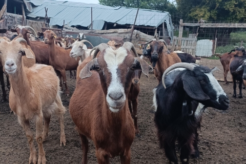 Thessaloniki: Visit a Farm and a traditional Village Visit a goat and sheep farm