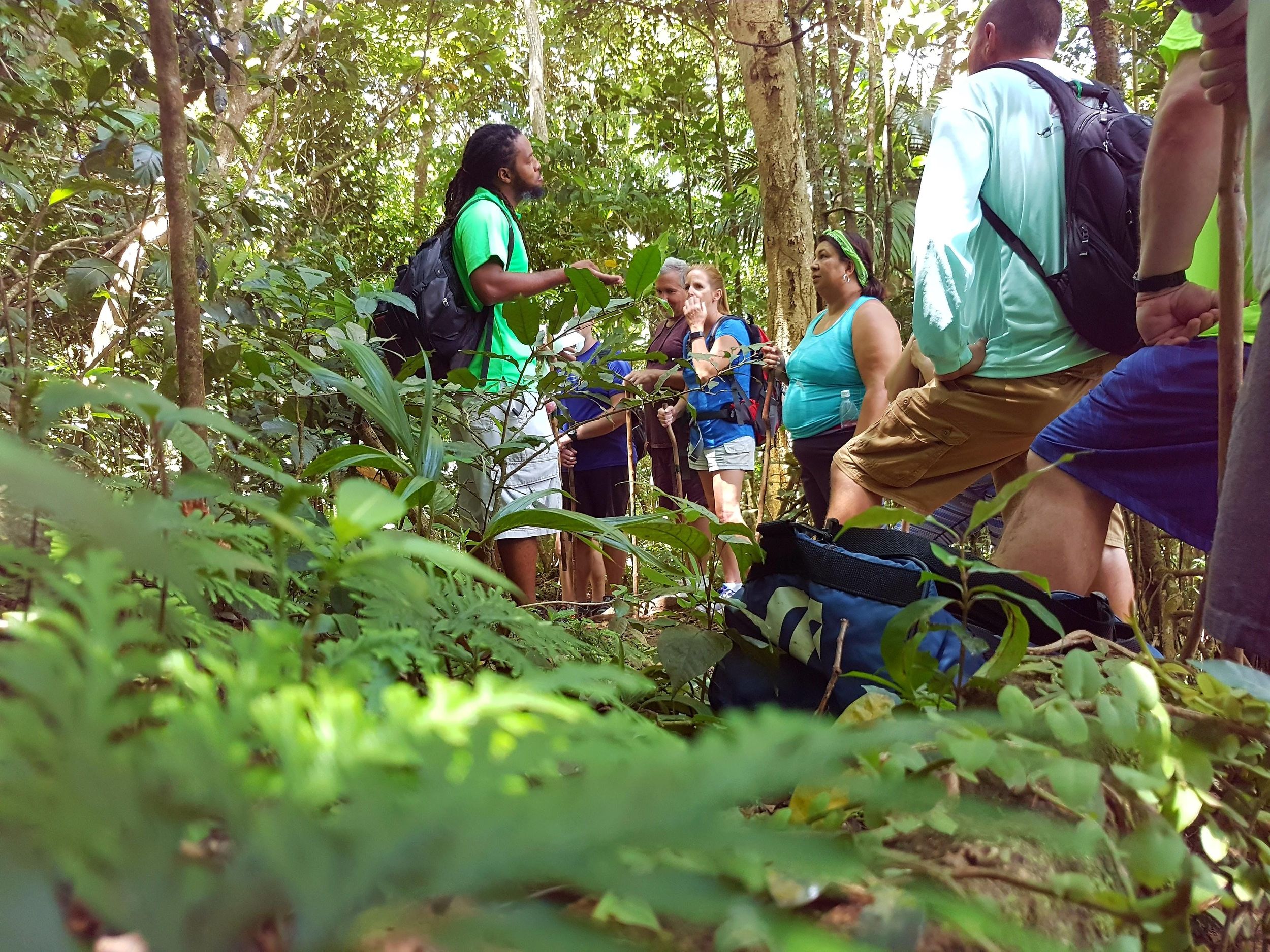 St. Kitts: Tropischer Dschungel-Entdeckungsspaziergang mit Guide