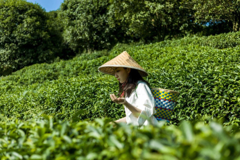 Tea Picking and Processing at Qixian Peak Scenic Area