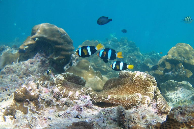 Phuket : Phi Phi Monkey Beach with Snorkeling & Lunch