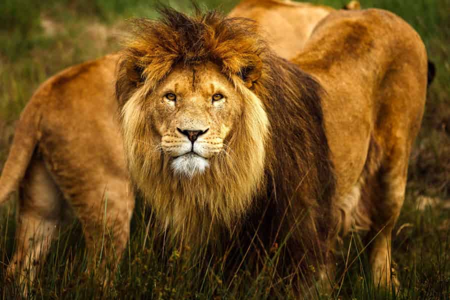 Hilvarenbeek: Safaripark Beekse Bergen Eintrittskarte. Foto: GetYourGuide Hilvarenbeek: Safaripark Beekse Bergen Eintrittskarte. Foto: GetYourGuide