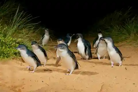 Ilha Phillip: Tour guiado particular com Penguin Parade