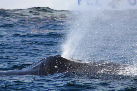 Cabo San Lucas: Whale Watching Tour with Breakfast