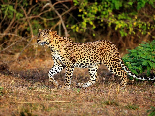 Visit Yala National ParkThrilling Private Half-Day Leopard Safari in Yala National Park