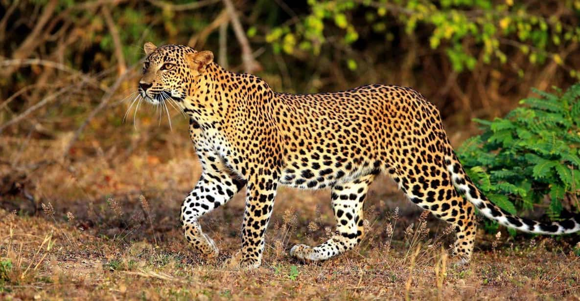 Yala National Park Thrilling Private Half Day Leopard Safari GetYourGuide