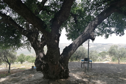 Nord-ouest de la Jordanie : voyage historique, culturel et spirituel.