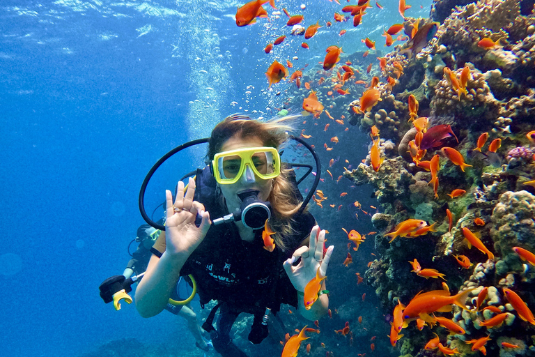 Sharm el-Sheikh: Ras Mohammed & White Island Dive & Snorkel Option 2: Certified Divers - Including Equipment