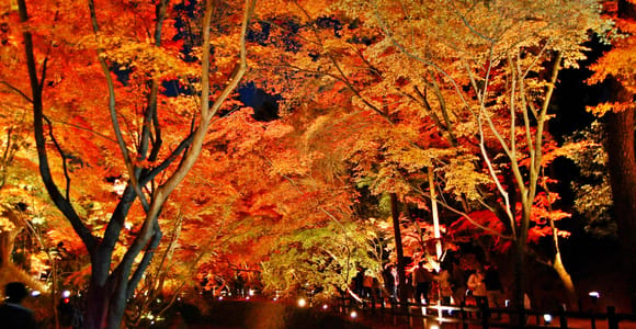 Kyoto: Autumn Exclusive-Maiko Dance, Kitanotenmangu & dinner