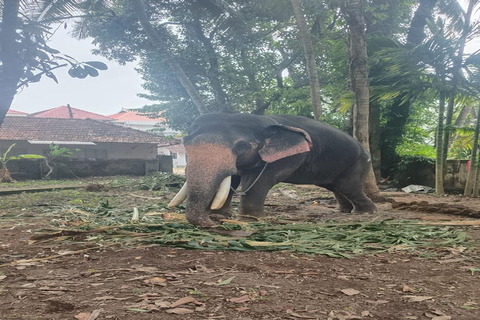 Kochi: Tuk-Tuk-Ausflug mit versteckten SchätzenKochi: Ausflug mit dem Tuk-Tuk zu versteckten Schätzen