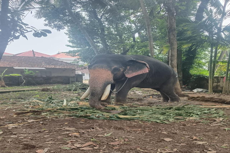 Kochi: Tuk-Tuk-Ausflug mit versteckten SchätzenKochi: Ausflug mit dem Tuk-Tuk zu versteckten Schätzen
