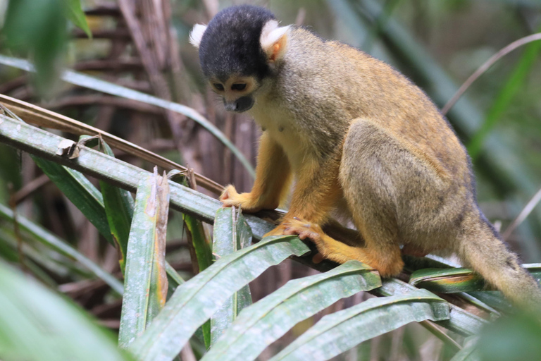 Puerto Maldonado: 3-Day Tambopata National Reserve Tour