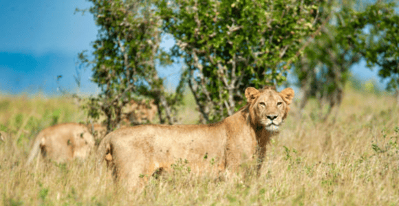 From Zanzibar: Day trip Selous Safari with lunch & flight