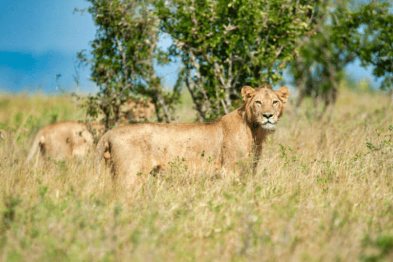 From Zanzibar: Day trip Selous Safari with lunch & flight Shared Day Safari with hotel pick up and drop off