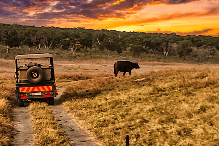 Victoriafälle: Trockene Safari Pirschfahrt im Nationalpark