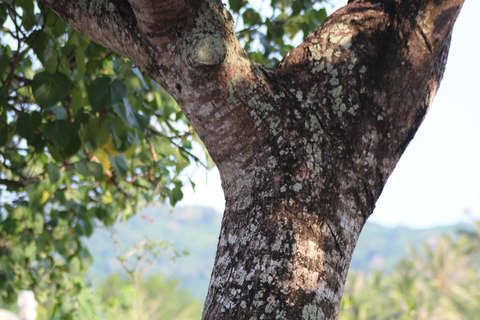 Bagek Kembar: Mangrove & Stingless Beekeeping Experience