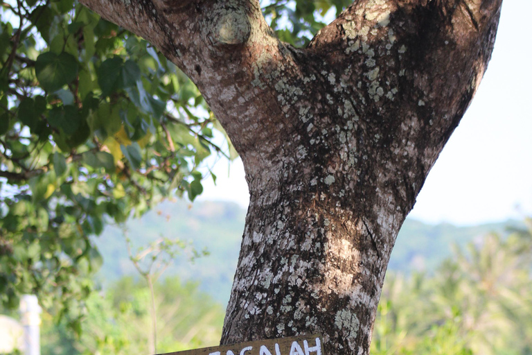 Bagek Kembar: Mangrove & Stingless Beekeeping Experience