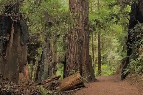 Arcatas Redwood Forest: Wanderung durch das smaragdgrüne Blätterdach