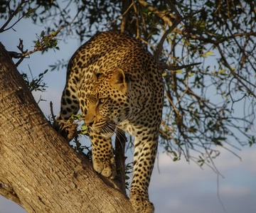 Jaipur: Jhalana & Amagarh Safari Park Private Jeep Safari