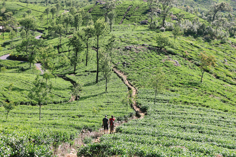 8-daagse rondreis door Sri Lanka: Geschiedenis, natuur, cultuur, dieren in het wild