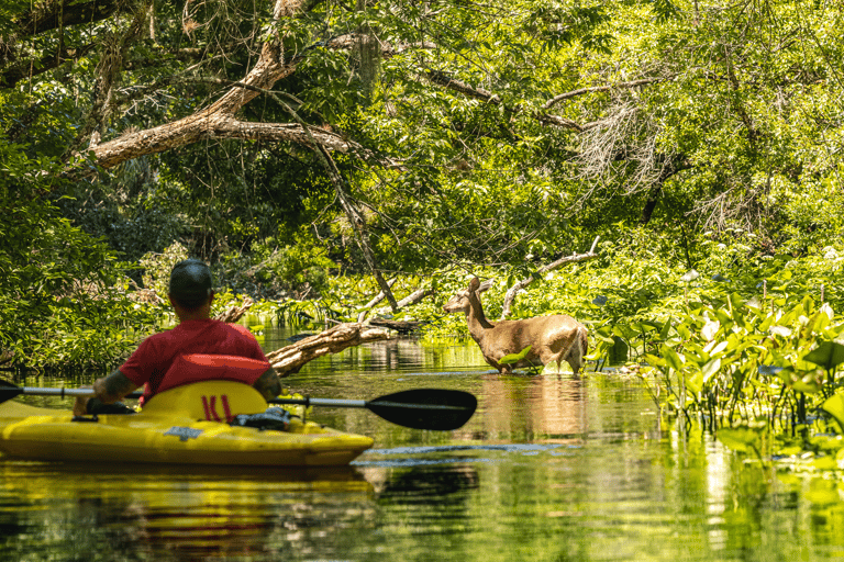 Florida: VIP Wild Florida Kayak Adventure VIP Wild Florida Kayak Adventure - Single Kayak