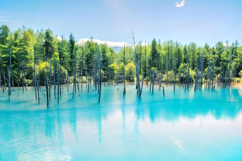 One-Day Tour to Asahiyama Zoo and Biei Blue Pond in Hokkaido