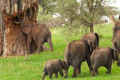 Safari Serenity:Exploring Tarangire National Park in Day