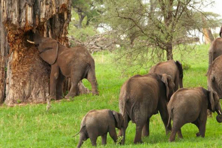 Safari Serenity: Utforska Tarangire nationalpark på en dag