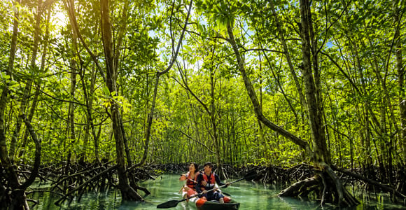 Langkawi: Mangrove Tour & Sunset Cruise with Dinner