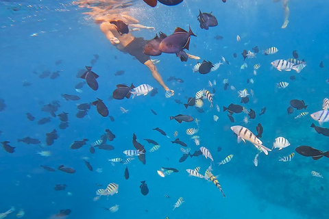Oahu : aventure de plongée avec tuba dans le Turtle Canyon avec équipementOahu : Aventure de plongée avec tuba dans le Turtle Canyon, équipement fourni