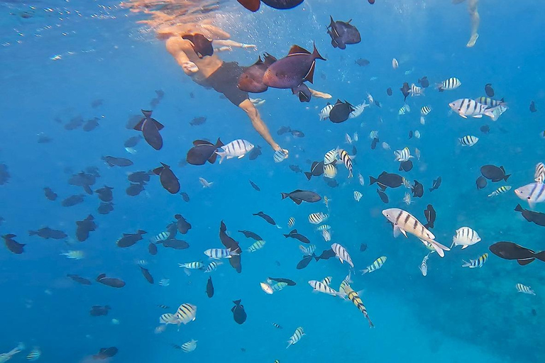 Oahu : aventure de plongée avec tuba dans le Turtle Canyon avec équipementOahu : Aventure de plongée avec tuba dans le Turtle Canyon, équipement fourni