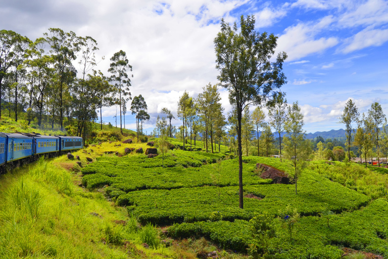 From Kandy: 4-Day Sri Lanka Hill Country Tour with Udawalawe