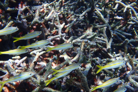 Grand Cayman: Catamaran Cruise with Stingray City & Snorkel