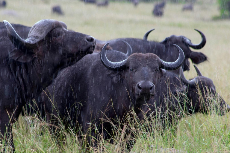 03 DAYS EXCITING MASAI MARA SAFARI