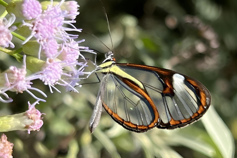 São Paulo & Atlantic Forest: Serra do Mar State Park Tour