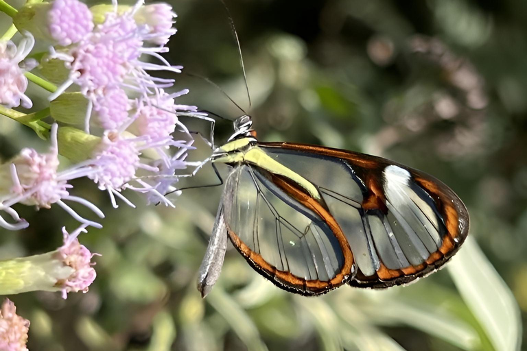 São Paulo & Atlantic Forest: Serra do Mar State Park Tour