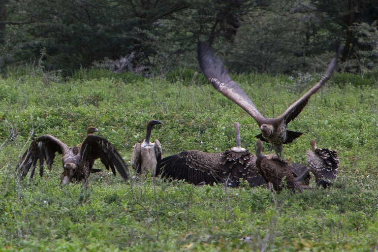 Safari Privado en Camping de 8 Días y 7 Noches por Kenia y Tanzania