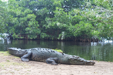 Desde Huatulco: Excursión Ecológica Cocodrilos y TortugasServicio Privado en Vehículo Avanza