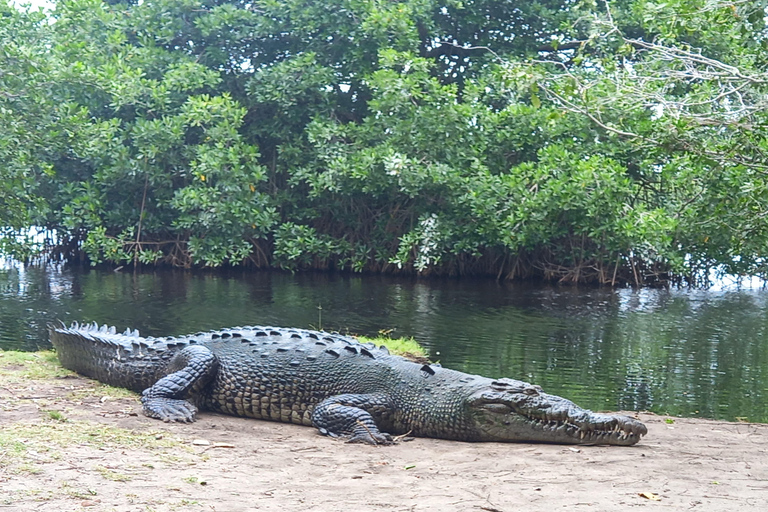 Desde Huatulco: Excursión Ecológica Cocodrilos y TortugasServicio Privado en Vehículo Avanza