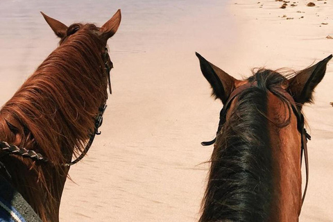 Saint Lucia Horseback Riding: Explore the Island in Style