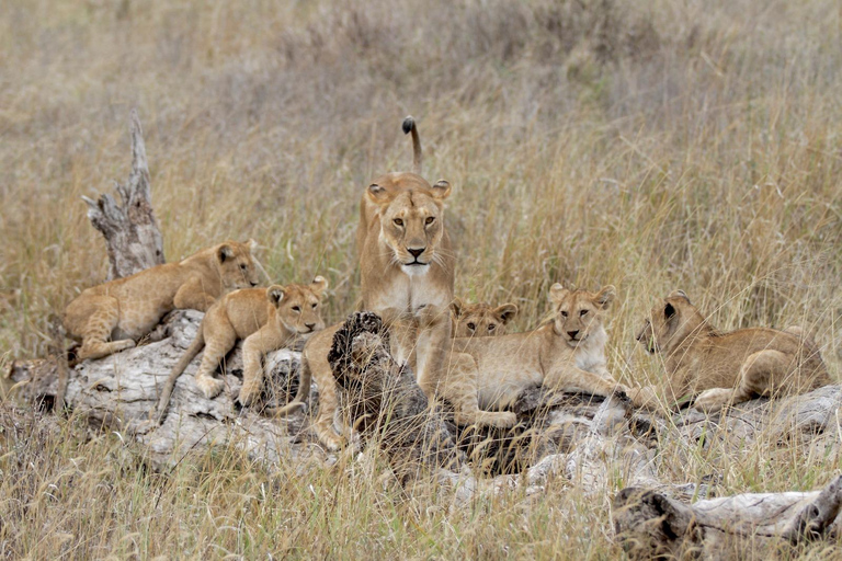 Da Arusha: tour di 2 giorni al Lago Manyara e al cratere di Ngorongoro