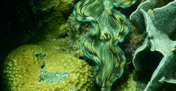 Red River Tours - Snorkeling & Fishing in the South Island