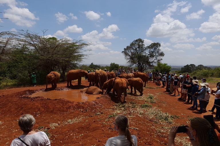 Nairobi: Nationalpark, Elefantenwaisenhaus und Giraffe Tour